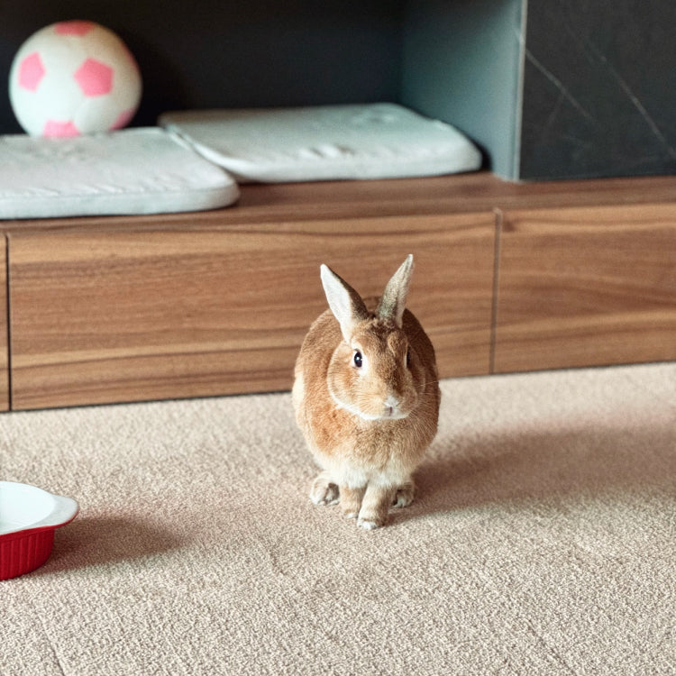 SmartFit Carpet - Hazelnut Brown