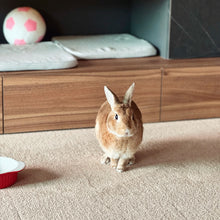 SmartFit Carpet - Hazelnut Brown